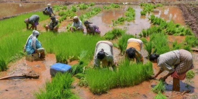 Sécurité alimentaire : l’Afrique redoute une hausse du prix du riz