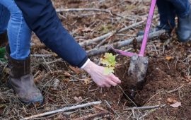 Changement climatique/Algérie : Projet pilote de plantation de 10 millions d’arbustes