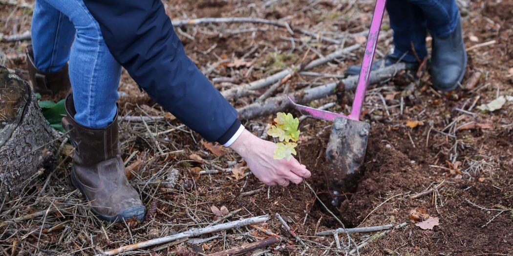 Changement climatique/Algérie : Projet pilote de plantation de 10 millions d’arbustes