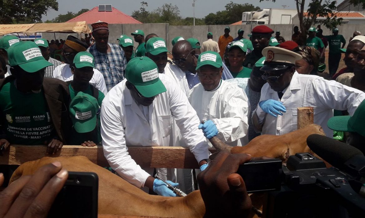 Santé Animale : Le ministère de l’élevage et ses partenaires lancent la Campagne Nationale   de   Lutte Contre la Fièvre Aphteuse