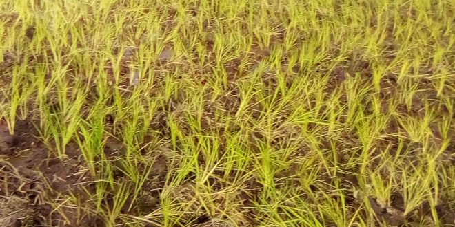 Guinée/Agriculture : Une variété du riz chinois en expérimentation