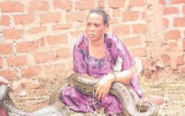 Zimbabwe: Une femme surprise en train d’allaiter un serpent (vidéo)