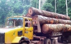 Faranah: Saisie de 5 camions transportant du bois vers la Sierra Léone