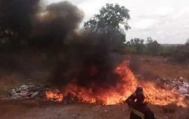Mamou: 1450 kg de chanvre indien incinérés dans la préfecture