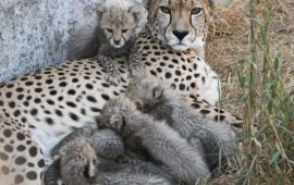 Faune sauvage: L’Afrique du sud va envoyer une centaine de guépards en Inde