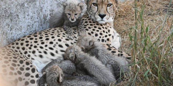 Faune sauvage: L’Afrique du sud va envoyer une centaine de guépards en Inde
