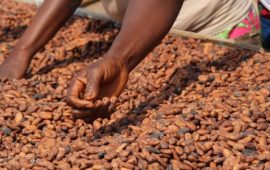 Côte d’Ivoire : Un système de traçabilité pour la filière café-cacao