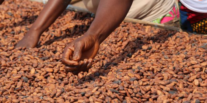 Côte d’Ivoire : Un système de traçabilité pour la filière café-cacao