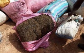 Mamou: 620 kg de chanvre indien incinérés à Dounkiwal