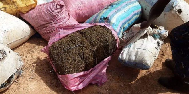 Mamou: 620 kg de chanvre indien incinérés à Dounkiwal