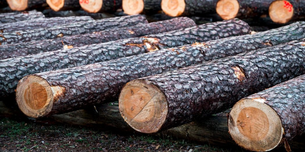 Guinée/Protection des forêts : Suspension de coupe, de transport et d’importation de bois