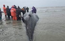 Guinée: une Baleine à bosse échouée au large du district de Matakan dans la sous-préfecture de Kabak   