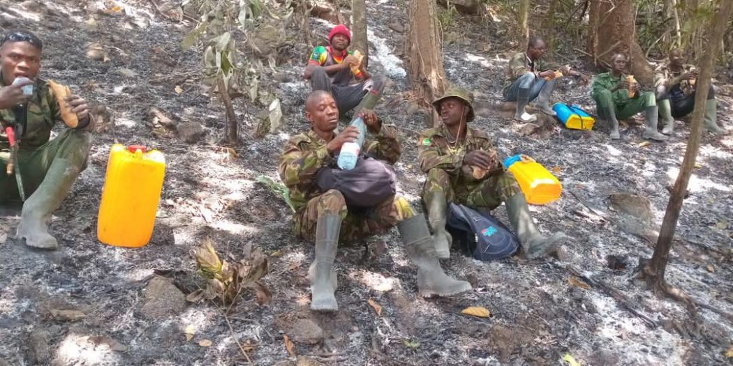 Feu de brousse dans la réserve de biosphère de Ziama: l’ampleur du feu est maitrisée et une surveillance continue est mise en place