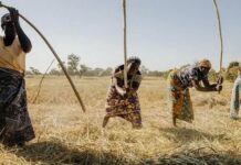 Résilience climatique/Afrique francophone : partenariat climatique entre la GIZ et l’IFDD