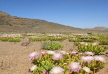 Protection de la nature : Le gouvernement sud-africain autorise le dragage du lac St Lucia