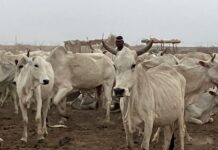 Sécurité alimentaire: L’UE finance la résilience pastorale en Afrique de l’Ouest