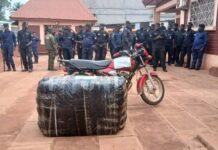 Saisie de stupéfiants à Kindia : plus de 150 kg de chanvre indien interceptés et un suspect interpellé