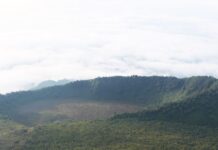 Forêts tropicales : L’Allemagne promet jusqu’à 1 milliard d’euros